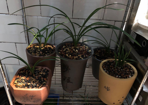 養蘭花換盆如何選擇植料,老花匠教你一招,有效防止僵苗 養蘭花換盆如何選擇植料,老花匠教你一招,有效防止僵苗