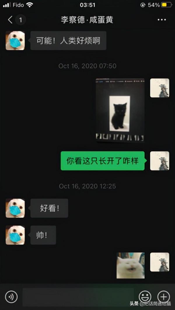 留學生被拒20次終於領養到貓，半年後發現小貓咪居然變色了