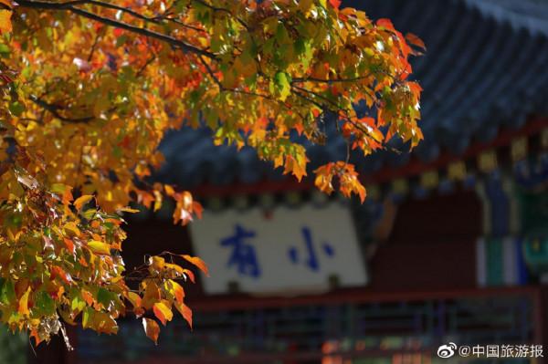 北京香山公園：漫山彩葉惹人醉