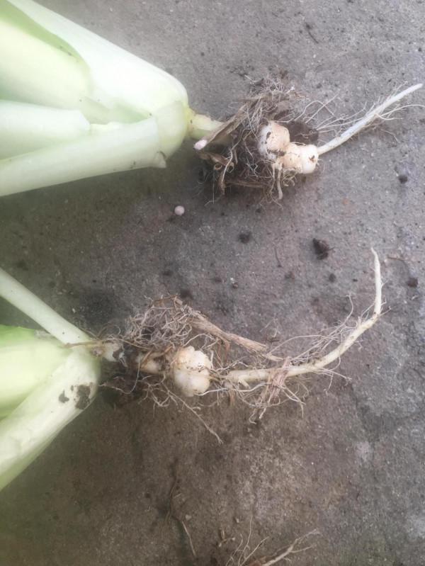 2022年的油菜籽會達到一個什麼樣的價格 2022年的油菜籽會達到一個什麼樣的價格