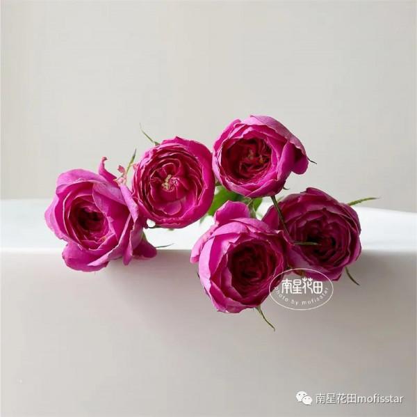 丁香泡泡多頭玫瑰 · 幾度春深豆蔻梢