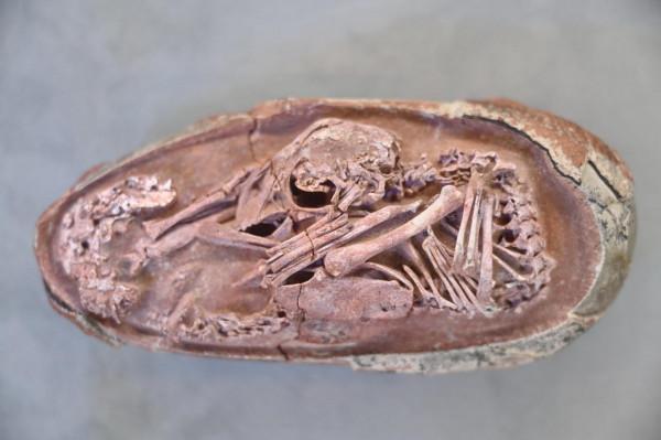 我國發現儲存在恐龍蛋化石中的完美胚胎