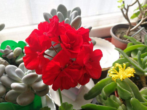 封閉陽臺想爆花，養4種“爆花機器”，剪一岔開一茬，摁都摁不住