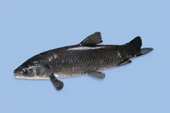 老年人吃什麼魚最好？7種魚類適合老人吃