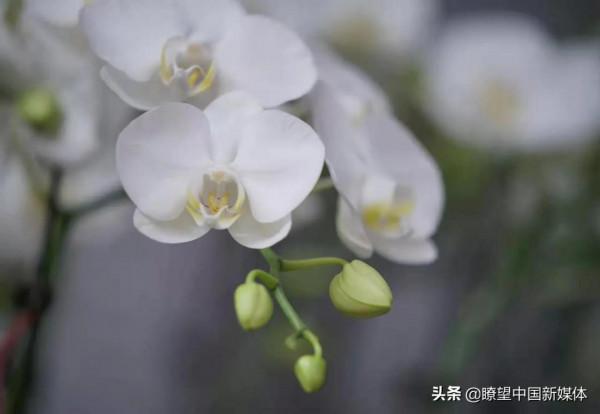 《瞭望 · 特稿/回憶》袁志軍 瓊玉姐 《瞭望 · 特稿/回憶》袁志軍 瓊玉姐