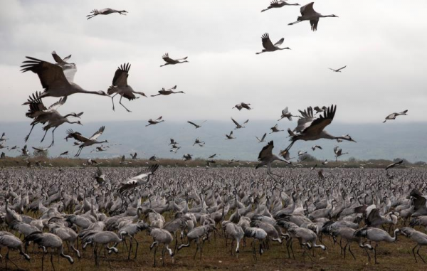 遭遇大規模禽流感，在以色列越冬的野生鶴大量死亡