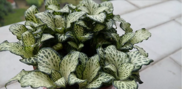 5種耐陰好養的綠植,澆點水就能活,冬天養護最適合 5種耐陰好養的綠植,澆點水就能活,冬天養護最適合