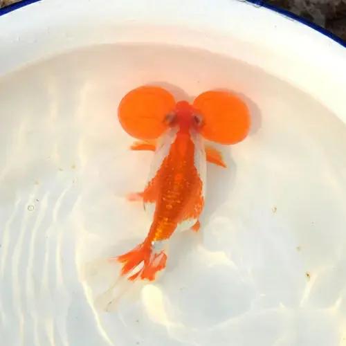 還是不建議新手朋友上手的國粹傳承金魚——水泡子