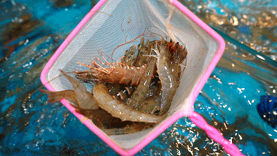 清塘消毒：幾種常見的清塘方式和常用清塘藥劑的功效及用法