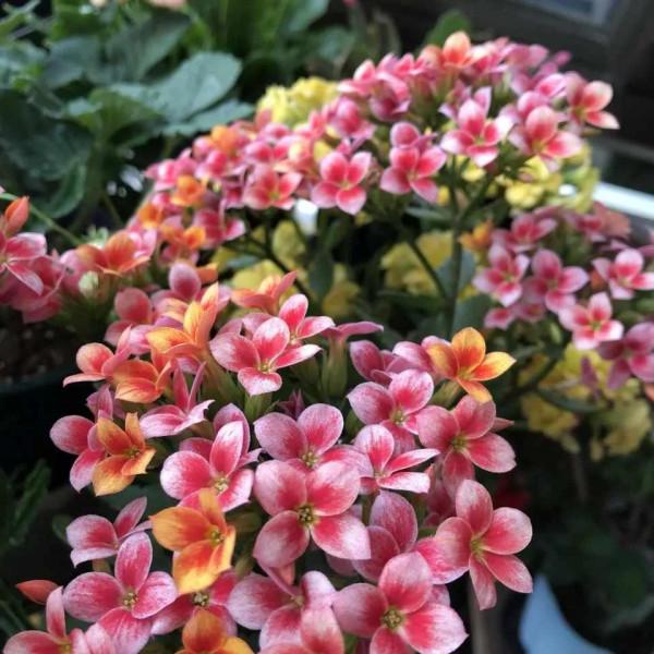 過期藥片兌水泡一泡，澆在花裡，花量翻10倍