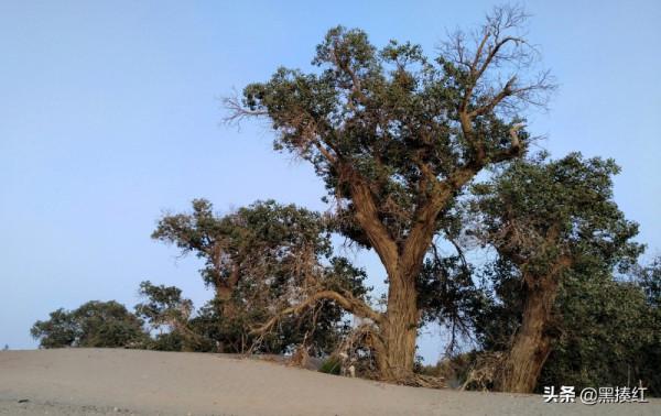 新疆自駕遊｜嶽普湖：沙漠邊的小城，墓群是孩子們的“遊樂場”