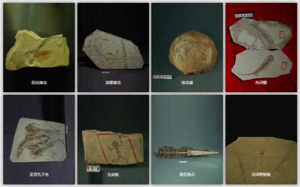 博學一“夏”|“化石”裡的故事,聽我說給你來聽…… 博學一“夏”|“化石”裡的故事,聽我說給你來聽……