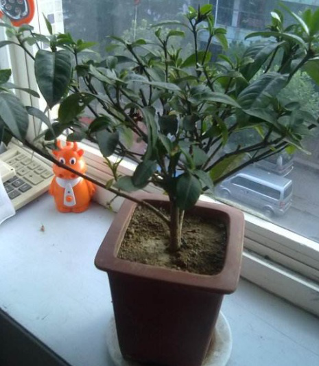 養花&OpenCurlyDoubleQuote;第一步&rdquo;，就是準備營養土，回家自己做一盆，養啥花都旺