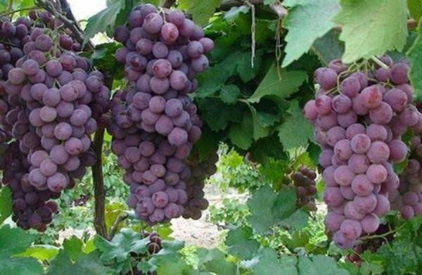 孕期多吃葡萄寶寶眼睛大？醫生忠告：這些吃葡萄禁忌，孕媽要了解