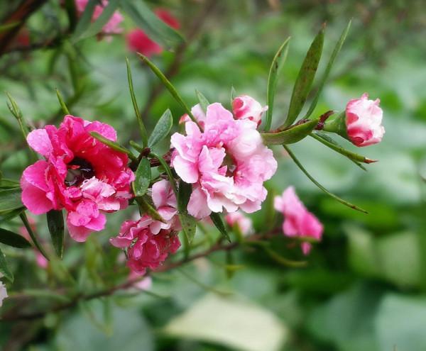 一種花像“松”又像“梅”,花色三變,易爆盆,開花持續小半年 一種花像“松”又像“梅”,花色三變,易爆盆,開花持續小半年