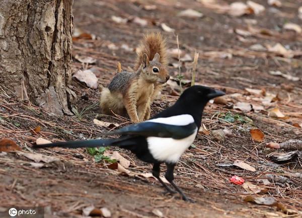 土耳其公園秋葉斑斕 民眾和小動物共享自然之美
