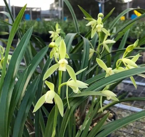 38種超級耐陰的花,沒光也能養爆盆,養在陽臺客廳超有範兒 38種超級耐陰的花,沒光也能養爆盆,養在陽臺客廳超有範兒