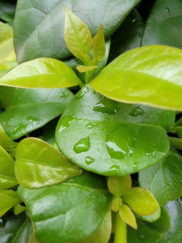 終結三星s21u和note20u選擇困難症