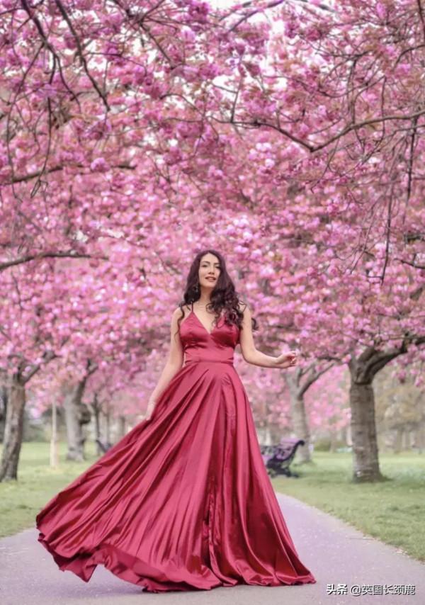 櫻花樹下的英國，你想念嗎？