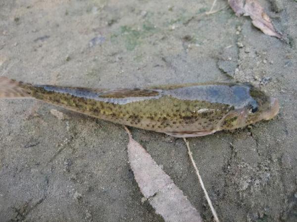 這4種魚平時儘量少吃,或對身體不利,來看下 這4種魚平時儘量少吃,或對身體不利,來看下