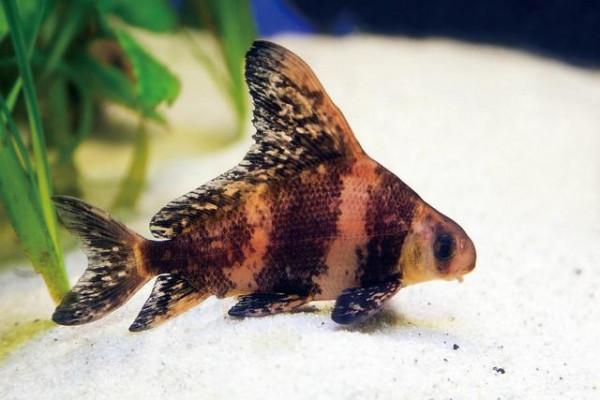 釣到這些魚，就趕緊放生吧，國家一二級保護野生魚類大全