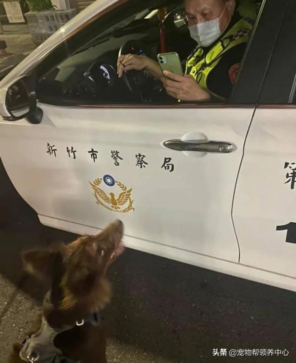 主人遛狗被警察攔截,警察:“這狗犯可愛罪,要拍照留底!” 主人遛狗被警察攔截,警察:“這狗犯可愛罪,要拍照留底!”