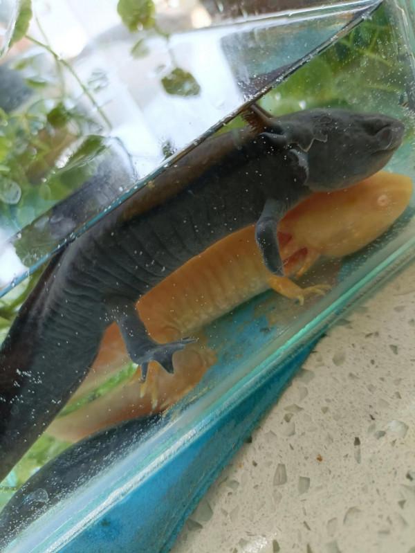 蠑螈的再生能力