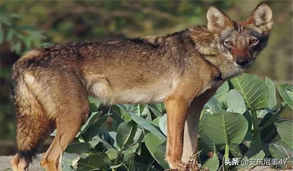 世界上最小的狼