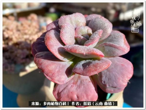 溫暖的多肉微語，陪你度過寒冷的聖誕平安夜！（2021）