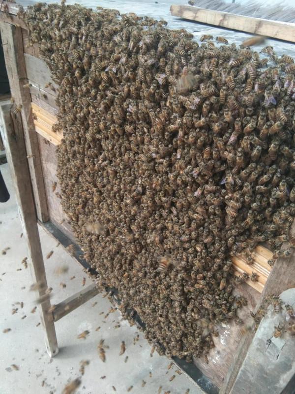蜜蜂箱大七