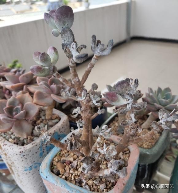 多肉爛根了，這8個原因造成的，新手養多肉，一定要避開大坑