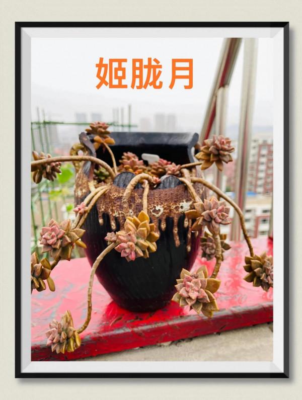 空中花園成就了我的夢想