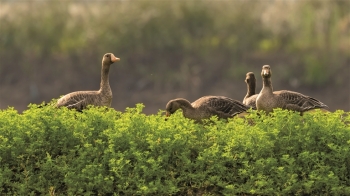 大雁“落戶”霞浦樂融融 大雁“落戶”霞浦樂融融
