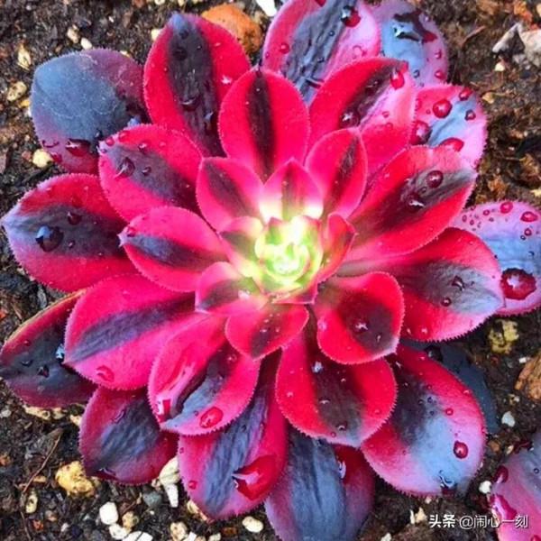 分享——不一樣的多肉