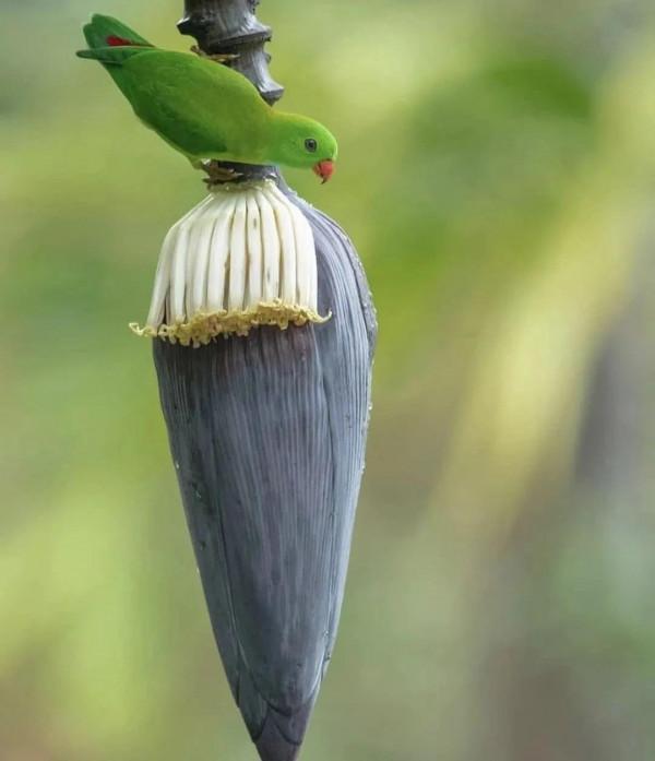 這樣的鳥圖，誰不想擁有？