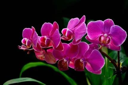 分享——高雅多姿的蝴蝶蘭