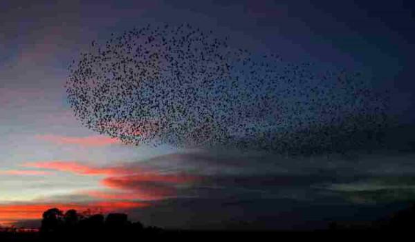 絕美日落！英國椋鳥聚集密密麻麻場面震撼