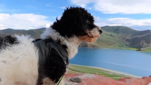 一輛房車一條狗，自駕400天，遊遍多半中國，每天吃住在車上