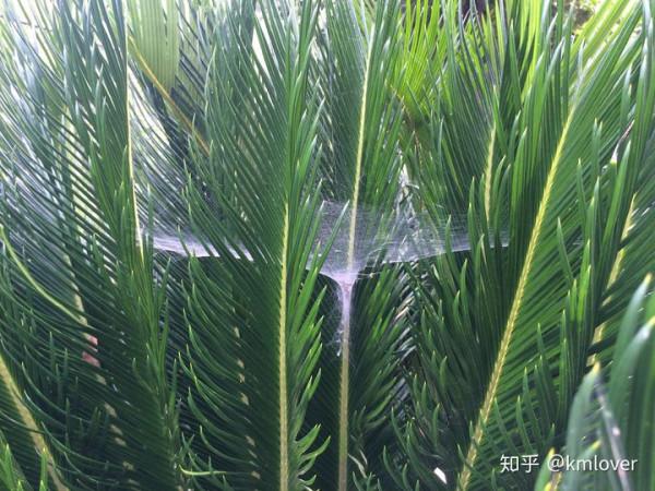 神奇的蜘蛛 神奇的蜘蛛