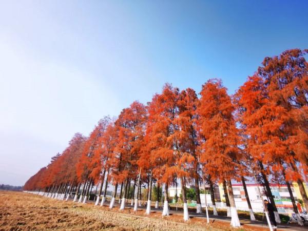 中國最美鄉村公路，就藏在廣東