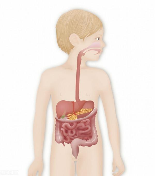 肝不好的人有3類明顯特徵！常喝3粥2茶，養護肝臟，比吃藥強
