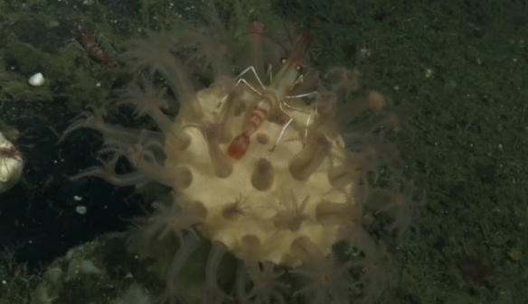 蒙特利灣水族館研究所2021年珍稀深海生物攝影盤點