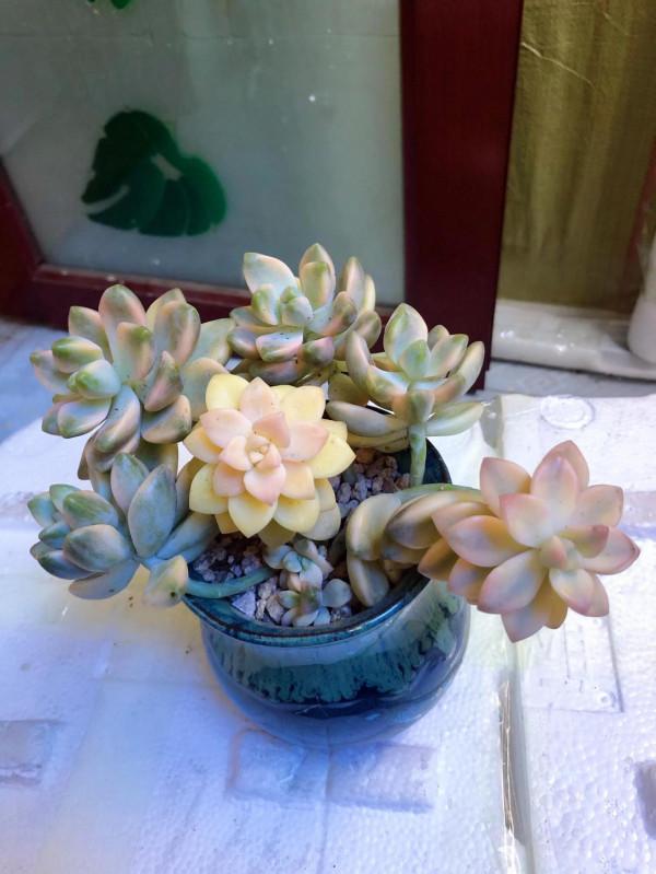 剛上盆的肉肉，醜醜的……