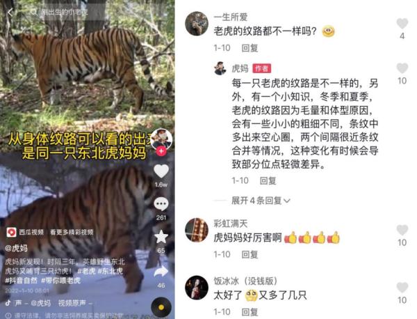 照顧幾十只東北虎，她用短影片記下這份“育兒日記”，獲贊1700萬