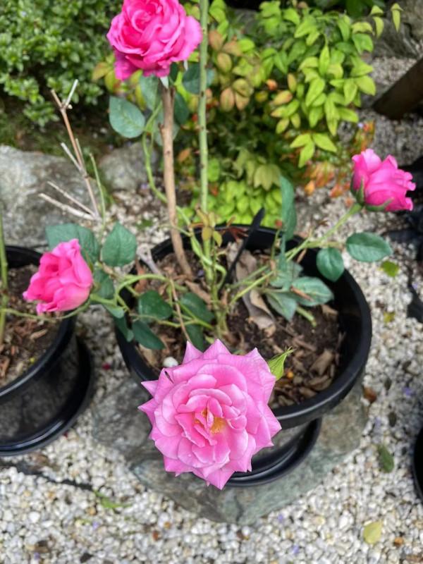 我的悉尼朋友—一位愛美優雅的老婦人