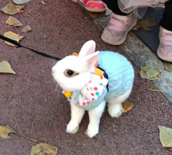 美目盼兮小精靈，疑為玉兔下凡間