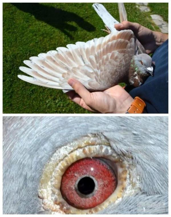 20張冠軍鴿翅膀欣賞，高質量賽鴿翅膀都有哪些特徵？