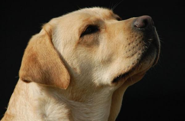 在拉布拉多犬眼裡,主人摸它的頭部,代表這些意思 在拉布拉多犬眼裡,主人摸它的頭部,代表這些意思