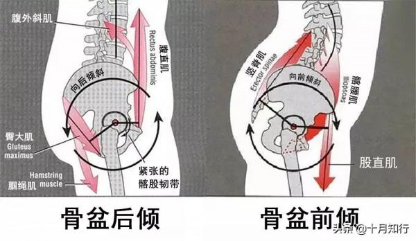 臀腿訓練有什麼好處，如何練？分享一組自重動作，讓臀腿協調發展