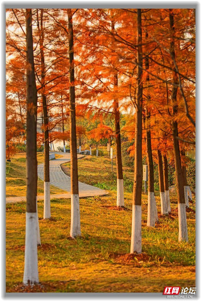 株洲萬豐湖溼地公園的水杉紅了,這自帶濾鏡的畫面也太美了 株洲萬豐湖溼地公園的水杉紅了,這自帶濾鏡的畫面也太美了